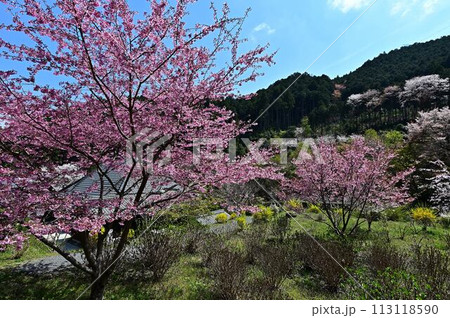 桜咲く春の文保寺 桜咲く春の文保寺 113118590