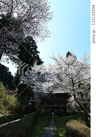 桜咲く春の文保寺 113118594