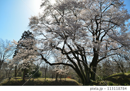 埼玉県大里郡寄居町鉢形　鉢形城の桜　氏邦桜（うじくにざくら） 113118784