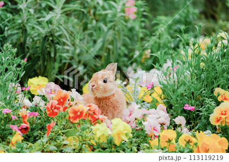 花壇の上にいるネザーランドドワーフ 花壇の上にいるネザーランドドワーフ 113119219