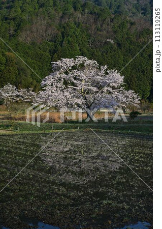 桜咲く里山の春の風景 桜咲く里山の春の風景 113119265