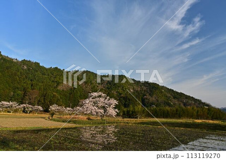 桜咲く里山の春の風景 113119270