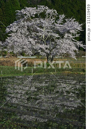 桜咲く里山の春の風景 113119459