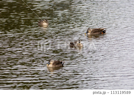池を泳ぐカルガモたち 113119589
