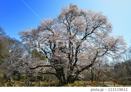埼玉県大里郡寄居町鉢形　鉢形城の桜　氏邦桜（うじくにざくら） 113119612