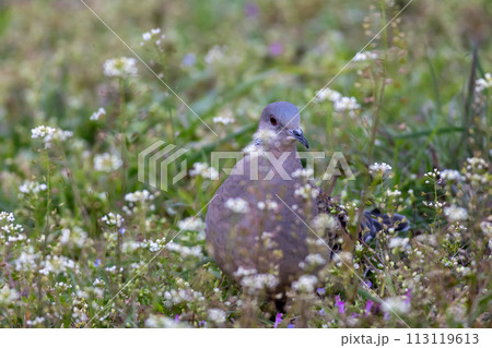 キジバト キジバト 113119613