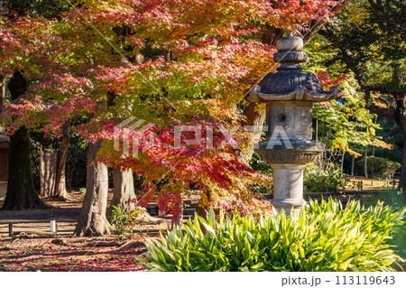 （東京都）六義園　紅葉 113119643