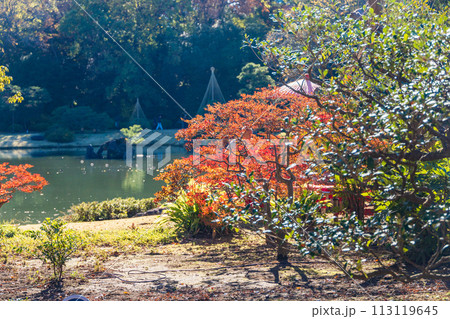 (東京都)六義園 紅葉 (東京都)六義園 紅葉 113119645