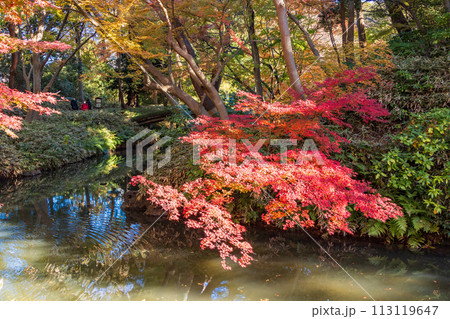 （東京都）六義園　紅葉 113119647