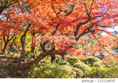 （東京都）六義園　紅葉 113119650