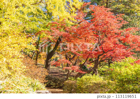 （東京都）六義園　紅葉 113119651