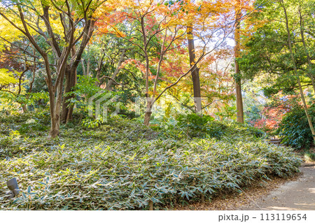 （東京都）六義園　紅葉 113119654