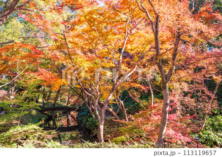 (東京都)六義園 紅葉 (東京都)六義園 紅葉 113119657