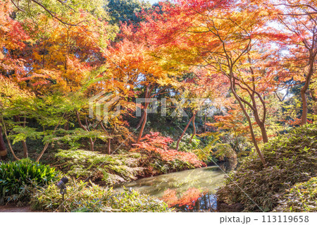 (東京都)六義園 紅葉 (東京都)六義園 紅葉 113119658