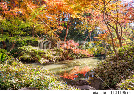 （東京都）六義園　紅葉 113119659