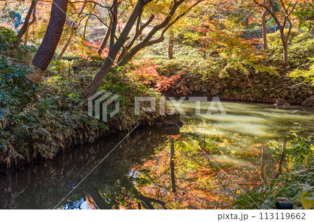 （東京都）六義園　紅葉 113119662