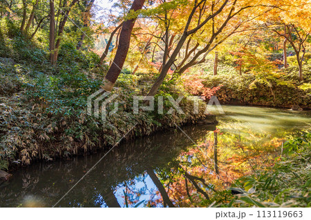 (東京都)六義園 紅葉 (東京都)六義園 紅葉 113119663