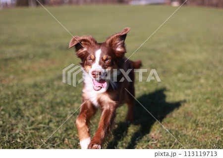 A is running in a grassy field A is running in a grassy field 113119713