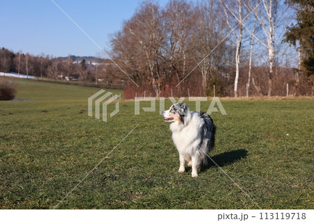 A dog is standing in a grassy field 113119718