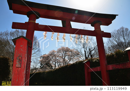 埼玉県大里郡寄居町鉢形 鉢形城の桜 氏邦桜(うじくにざくら) 埼玉県大里郡寄居町鉢形 鉢形城の桜 氏邦桜(うじくにざくら) 113119949