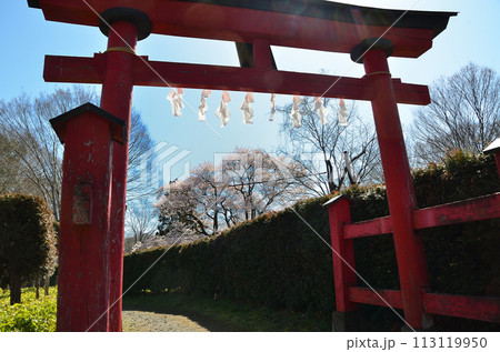 埼玉県大里郡寄居町鉢形　鉢形城の桜　氏邦桜（うじくにざくら） 113119950