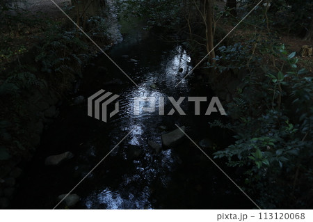 井の頭公園 神田川源流 井の頭公園 神田川源流 113120068