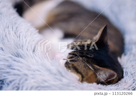 ベッドの中でぐっすり眠る1匹のねこ ベッドの中でぐっすり眠る1匹のねこ 113120266