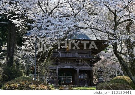 桜咲く春の文保寺 桜咲く春の文保寺 113120441