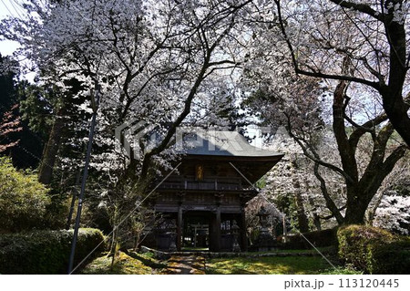 桜咲く春の文保寺 113120445