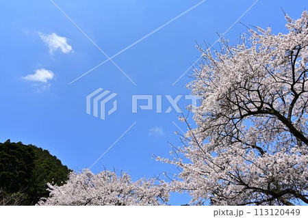 桜咲く春の文保寺 113120449
