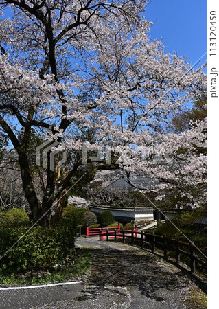 桜咲く春の文保寺 桜咲く春の文保寺 113120450