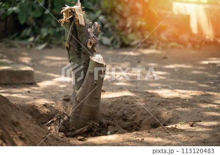 Deforestation service theme 113120483