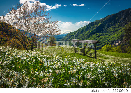 Blossoming abundance daffodils on the meadows in Slovenia Blossoming abundance daffodils on the meadows in Slovenia 113120640