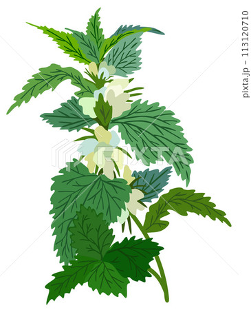 White dead nettle plant. Vector isolated illustration White dead nettle plant. Vector isolated illustration 113120710