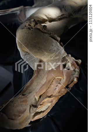 ブラキロフォサウルス頭部ミイラ化石の写真素材 [113120804] - PIXTA