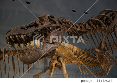 ティラノサウルス化石（複製） 113120811