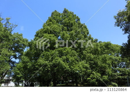 大田区　平和の森公園 113120864