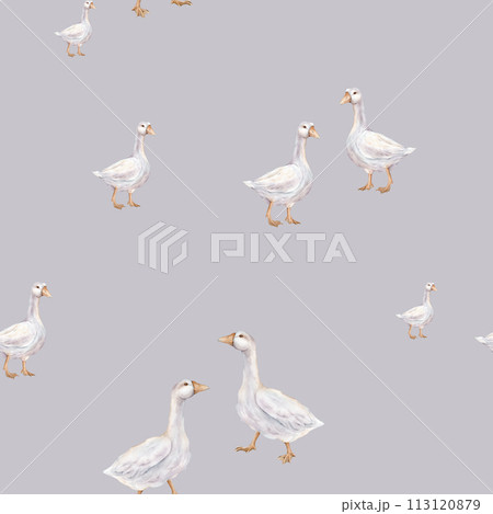 Watercolor seamless pattern with goose farm bird. Tender watercolor illustration on a isolated on background. Domestic white and gray watercolor cute farm bird. Hand drawn illustration farm birds. Watercolor seamless pattern with goose farm bird. Tender watercolor illustration on a isolated on background. Domestic white and gray watercolor cute farm bird. Hand drawn illustration farm birds. 113120879