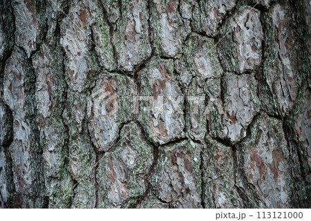 松の木の樹皮 113121000