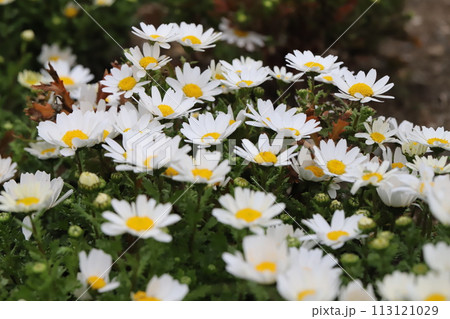 春の庭に咲く白いヒナギクの花 113121029