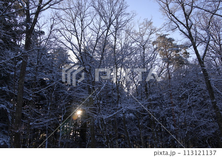 雪中キャンプ 雪中キャンプ 113121137