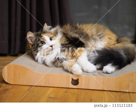 爪研ぎの上で遊ぶ猫 爪研ぎの上で遊ぶ猫 113121183