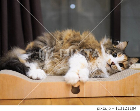 爪研ぎの上で寛ぐ猫 爪研ぎの上で寛ぐ猫 113121184