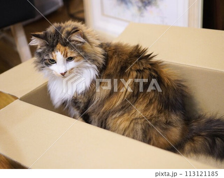 ダンボールの中に入った猫 ダンボールの中に入った猫 113121185