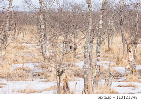 鹿がいる早春の釧路湿原 113121848