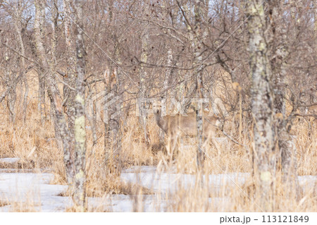 鹿がいる早春の釧路湿原 113121849