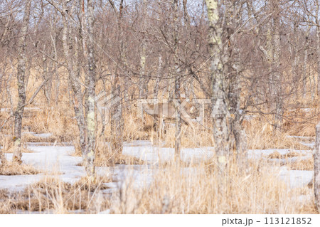 鹿がいる早春の釧路湿原 113121852