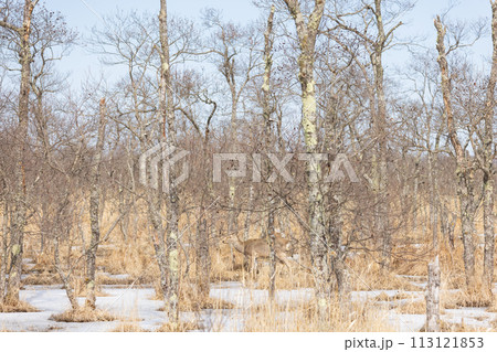 鹿がいる早春の釧路湿原 113121853