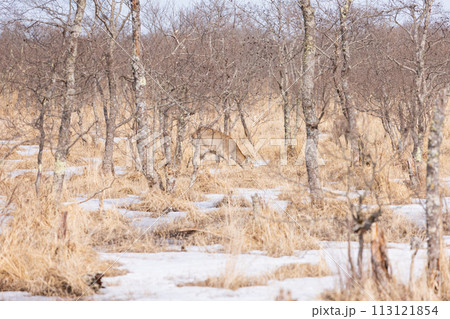 鹿がいる早春の釧路湿原 113121854