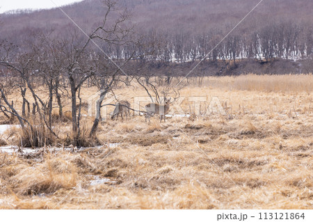 鹿がいる早春の釧路湿原 113121864